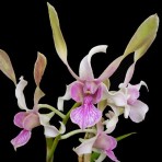 Dendrobium Rabbit Pink